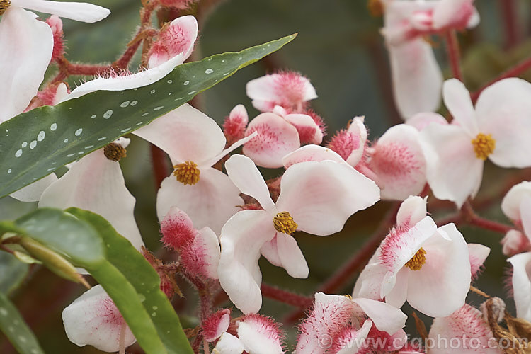 Begonia scharffii (syn. Begonia scharfiana</i>), a fibrous-rooted evergreen perennial native to Brazil. It grows to around 1m tall, has thick stems and is covered with fine hairs. The red-tufted white flowers are not always abundant, but they appear through much of the year. Order: Cucurbitales, Family: Begoniaceae