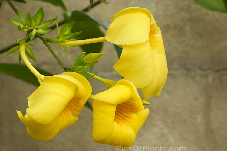 Common Allamanda or Golden Trumpet (<i>Allamanda cathartica</i>), a sprawling, evergreen shrub or climber to 6m tall, native to tropical and subtropical South America. Order: Gentianales, Family: Apocynaceae