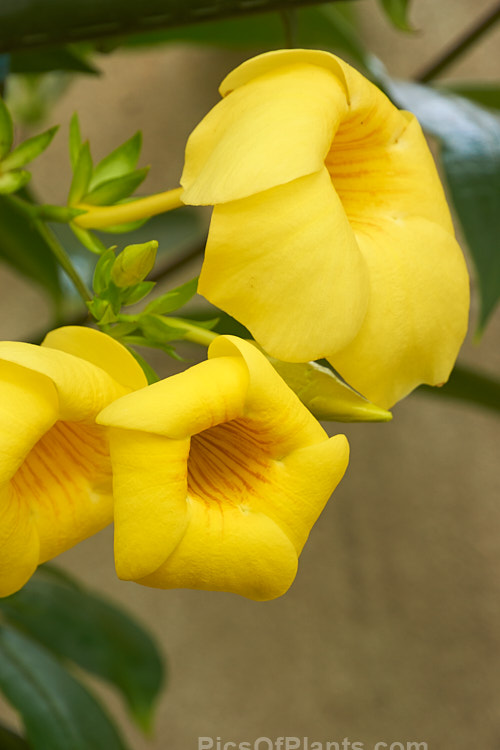 Common Allamanda or Golden Trumpet (<i>Allamanda cathartica</i>), a sprawling, evergreen shrub or climber to 6m tall, native to tropical and subtropical South America. Order: Gentianales, Family: Apocynaceae