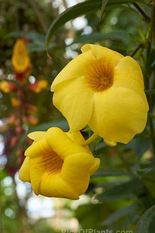 Common Allamanda or Golden Trumpet (<i>Allamanda cathartica</i>), a sprawling, evergreen shrub or climber to 6m tall, native to tropical and subtropical South America. Order: Gentianales, Family: Apocynaceae