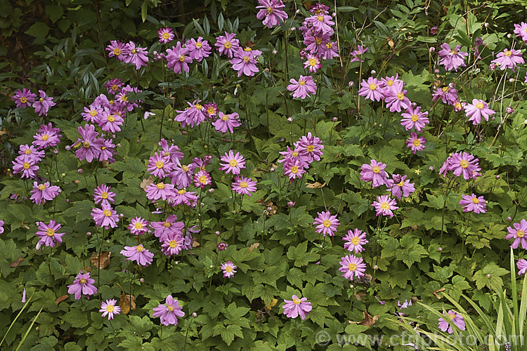 Anemone scabiosa (syns. Anemone hupehensis var. japonica, Anemone x hybrida, Anemone japonica</i>) 'Prinz Heinrich' (syn 'Prince Henry'), a deep pink, loosely semi-double-flowered form of the Japanese Anemone, an erect autumn-flowering perennial of garden origin, developed from species native to Japan and China 'Prinz Heinrich' was introduced in 1902 and has around 13 fairly narrow petals. Order: Ranunculales, Family: Ranunculaceae