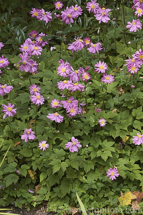 Anemone scabiosa (syns. Anemone hupehensis var. japonica, Anemone x hybrida, Anemone japonica</i>) 'Prinz Heinrich' (syn 'Prince Henry'), a deep pink, loosely semi-double-flowered form of the Japanese Anemone, an erect autumn-flowering perennial of garden origin, developed from species native to Japan and China 'Prinz Heinrich' was introduced in 1902 and has around 13 fairly narrow petals. Order: Ranunculales, Family: Ranunculaceae