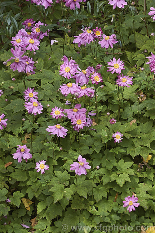 Anemone scabiosa (syns. Anemone hupehensis var. japonica, Anemone x hybrida, Anemone japonica</i>) 'Prinz Heinrich' (syn 'Prince Henry'), a deep pink, loosely semi-double-flowered form of the Japanese Anemone, an erect autumn-flowering perennial of garden origin, developed from species native to Japan and China 'Prinz Heinrich' was introduced in 1902 and has around 13 fairly narrow petals. Order: Ranunculales, Family: Ranunculaceae