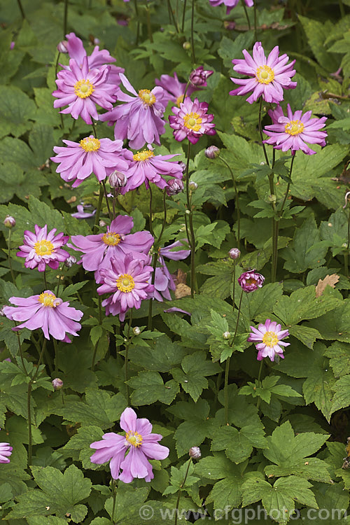 Anemone scabiosa (syns. Anemone hupehensis var. japonica, Anemone x hybrida, Anemone japonica</i>) 'Prinz Heinrich' (syn 'Prince Henry'), a deep pink, loosely semi-double-flowered form of the Japanese Anemone, an erect autumn-flowering perennial of garden origin, developed from species native to Japan and China 'Prinz Heinrich' was introduced in 1902 and has around 13 fairly narrow petals. Order: Ranunculales, Family: Ranunculaceae