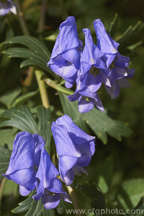 Monkshood, Wolf's Bane or Friar's Cap (<i>Aconitum napellus</i>), a summer- to autumn-flowering perennial that occurs naturally over much of the northern temperate region. Its stems can grow to over 1m tall, but often bend over under the weight of flowers once they begin to bloom. Extracts are used in some herbal medicine but the plant is quite toxic, potentially fatally. Order: Ranunculales, Family: Ranunculaceae