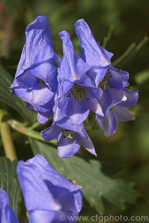 Monkshood, Wolf's Bane or Friar's Cap (<i>Aconitum napellus</i>), a summer- to autumn-flowering perennial that occurs naturally over much of the northern temperate region. Its stems can grow to over 1m tall, but often bend over under the weight of flowers once they begin to bloom. Extracts are used in some herbal medicine but the plant is quite toxic, potentially fatally. Order: Ranunculales, Family: Ranunculaceae