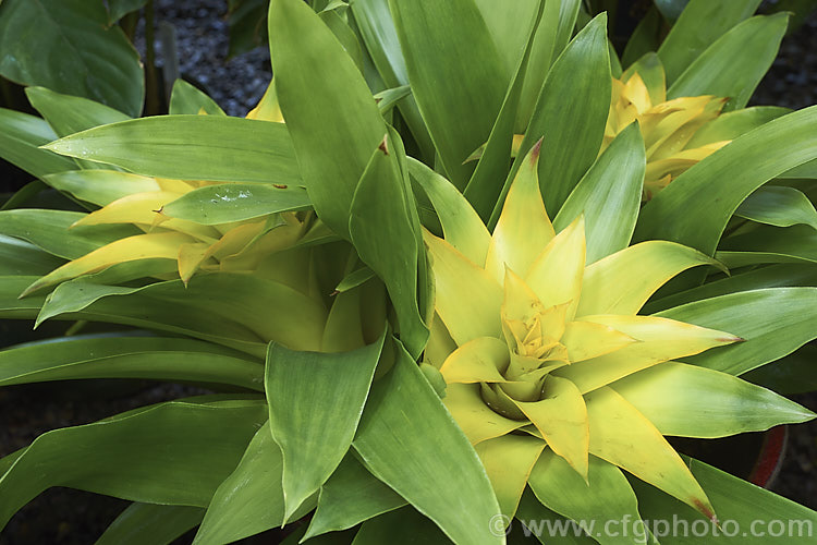 Guzmania 'Diane' (syn 'Yellow Diane'), a hybrid with bright yellow bracts on stems to 40cm high. The true flowers are insignificant. It is sometimes considered to be cultivar of Guzmania lingulata. Order: Poales, Family: Bromeliaceae