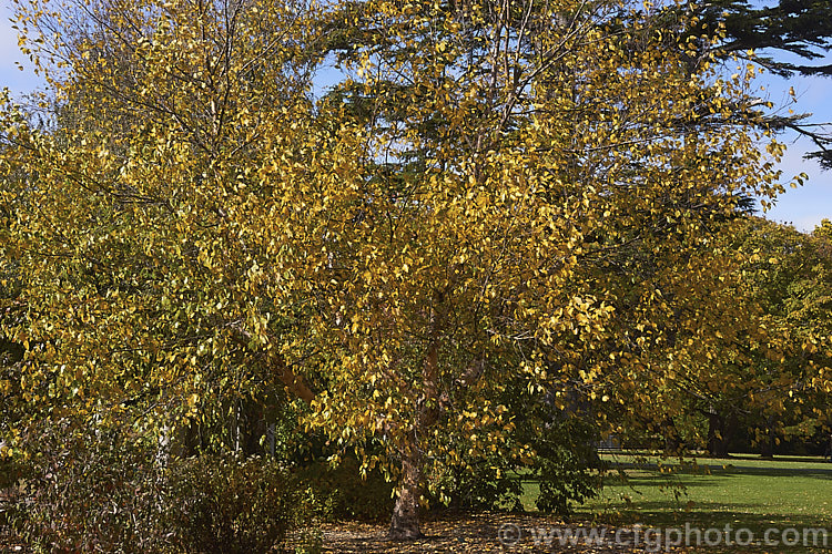 Cully. River Birch (<i>Betula nigra 'Cully'. Heritage</i>) in autumn. Cully is a vigorous cultivar of the River Birch of the eastern United States 'Cully' has particularly attractive peeling bark in warm cream to pale brown tones. The leaves are a very deep green that contrasts well with the bark. Although the proper name is 'Cully' it is also sold under its plant patent name: Heritage. betula-2077htm'>Betula. <a href='betulaceae-plant-family-photoshtml'>Betulaceae</a>.