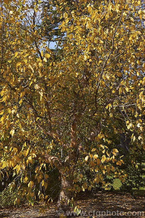 Cully. River Birch (<i>Betula nigra 'Cully'. Heritage</i>) in autumn. Cully is a vigorous cultivar of the River Birch of the eastern United States 'Cully' has particularly attractive peeling bark in warm cream to pale brown tones. The leaves are a very deep green that contrasts well with the bark. Although the proper name is 'Cully' it is also sold under its plant patent name: Heritage. betula-2077htm'>Betula. <a href='betulaceae-plant-family-photoshtml'>Betulaceae</a>.