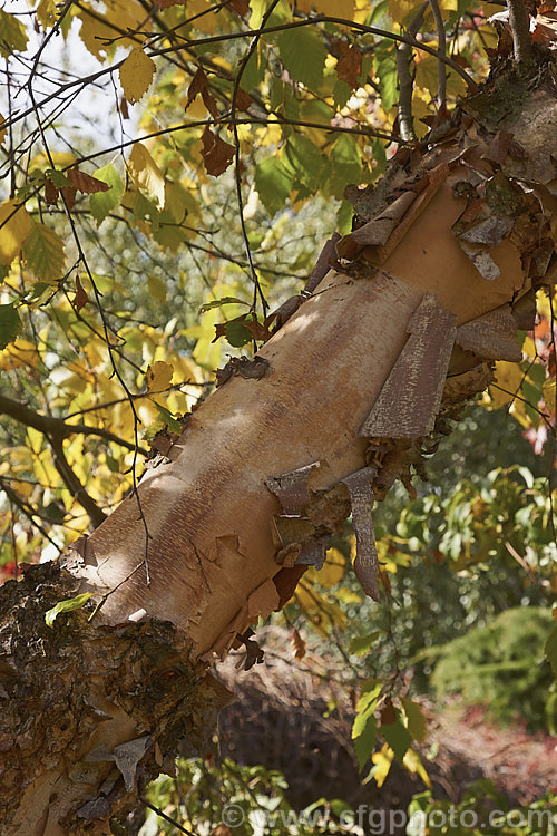 Cully. River Birch (<i>Betula nigra 'Cully'. Heritage</i>) in autumn. Cully is a vigorous cultivar of the River Birch of the eastern United States 'Cully' has particularly attractive peeling bark in warm cream to pale brown tones. The leaves are a very deep green that contrasts well with the bark. Although the proper name is 'Cully' it is also sold under its plant patent name: Heritage. betula-2077htm'>Betula. <a href='betulaceae-plant-family-photoshtml'>Betulaceae</a>.