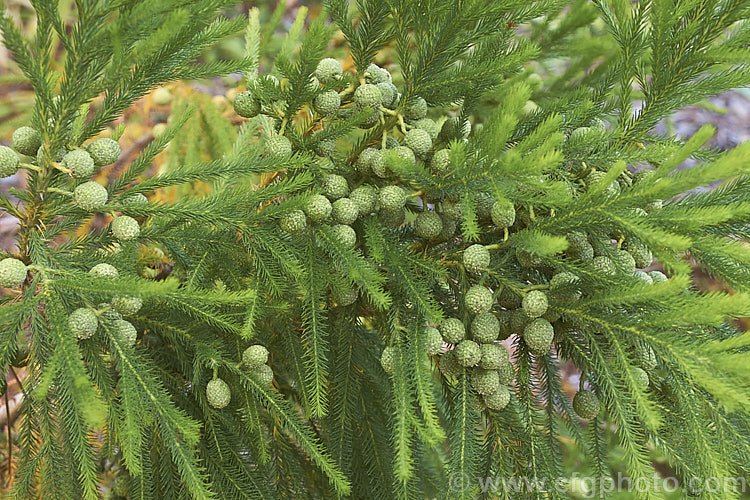 The seed capsules of Berzelia lanuginosa, an evergreen 2m high. South African shrub with soft needle-like leaves. The individual flowers are very small but densely packed in spherical heads about 1cm in diameter that enlarge slightly as they develop into the fruits shown here. berzelia-2600htm'>Berzelia. <a href='bruniaceae-plant-family-photoshtml'>Bruniaceae</a>.