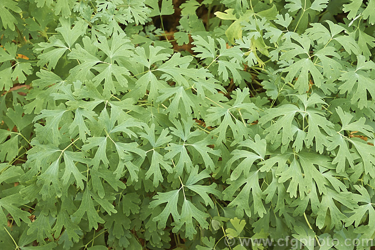 The foliage of Crimson Columbine or Western Columbine (<i>Aquilegia formosa</i>), a spring- to summer-flowering perennial native to western North America, where it occurs in woodland, streamside and montane regions from Alaska to Baja. California and eastwards to Montana and Wyoming. The flower stems are up to 1m tall and there are several garden cultivars and natural varieties. The foliage is somewhat variable and this form has quite narrow leaflets and lobes. Order: Ranunculales, Family: Ranunculaceae