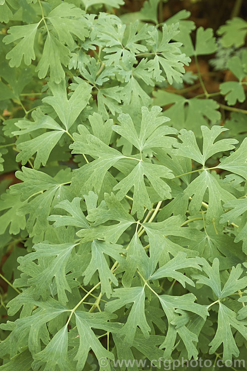 The foliage of Crimson Columbine or Western Columbine (<i>Aquilegia formosa</i>), a spring- to summer-flowering perennial native to western North America, where it occurs in woodland, streamside and montane regions from Alaska to Baja. California and eastwards to Montana and Wyoming. The flower stems are up to 1m tall and there are several garden cultivars and natural varieties. The foliage is somewhat variable and this form has quite narrow leaflets and lobes. Order: Ranunculales, Family: Ranunculaceae