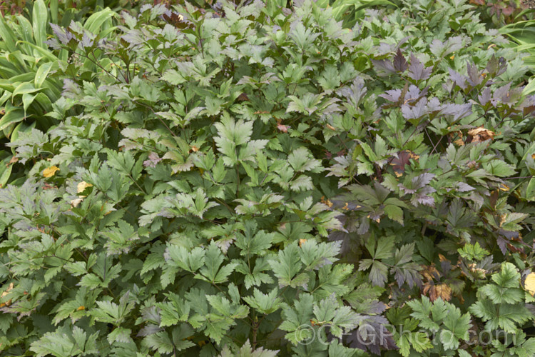 The foliage of Yellowroot (<i>Xanthorhiza simplicissima</i>) as it starts to develop autumn colour. This subshrub or shrubby perennial is native to the eastern United States. It grows to around 70cm high x 12m wide and produces panicles of small purple-brown flowers in late spring. The foliage often develops vivid autumn tones. Order: Ranunculales, Family: Ranunculaceae