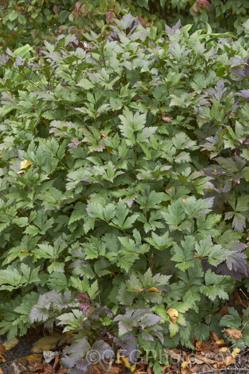 The foliage of Yellowroot (<i>Xanthorhiza simplicissima</i>) as it starts to develop autumn colour. This subshrub or shrubby perennial is native to the eastern United States. It grows to around 70cm high x 12m wide and produces panicles of small purple-brown flowers in late spring. The foliage often develops vivid autumn tones. Order: Ranunculales, Family: Ranunculaceae