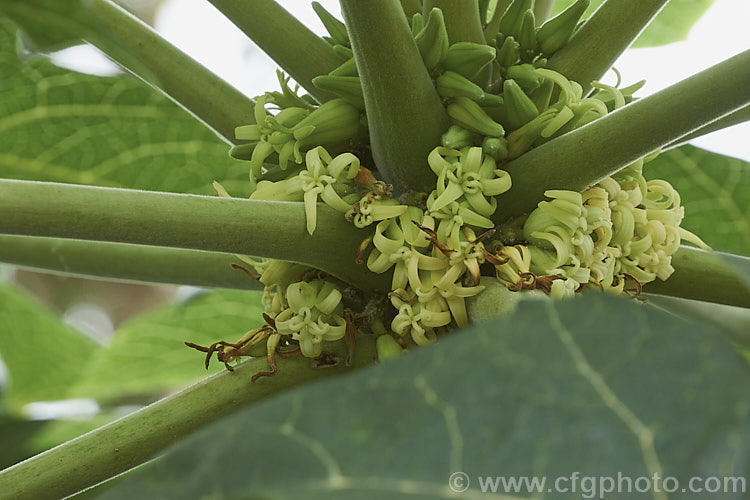 The flowers of Papaya or Pawpaw (<i>Carica papaya</i>), a soft-wooded evergreen shrub or tree native of tropical South America now widely cultivated throughout the tropics and subtropics for its edible fruit. Order: Brassicales, Family: Caricaceae