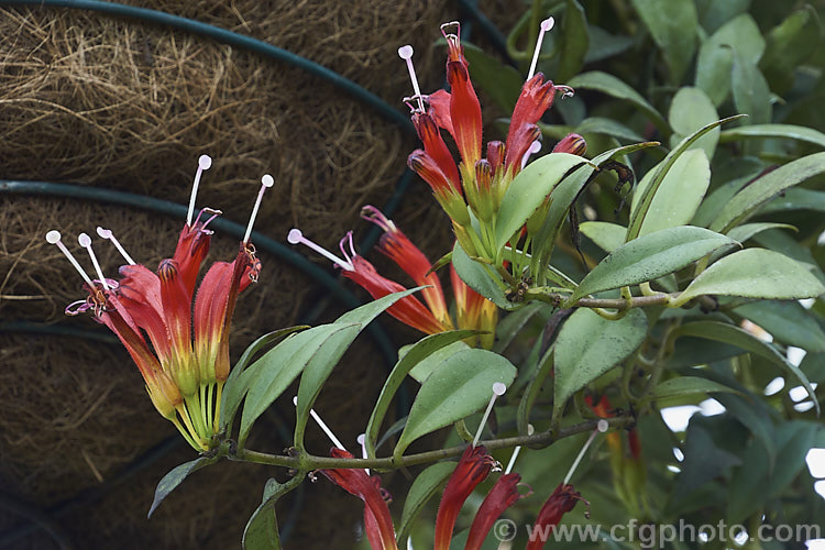 <i>Aeschynanthus</i> 'Fire', a hybrid with long tubular flowers with a conspicuous style. It is a lax bush that is usually grown as a hanging basket and is a house plant outside the tropics. Order: Lamiales, Family: Gesneriaceae