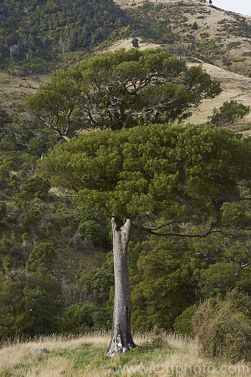 A still young. Kahikatea (<i>Dacrycarpus dacrydioides [syn. Podocarpus dacrydioides]). The Kahikatea is an evergreen New Zealand conifer up to 65m tall Although seen here on a fairly dry hilltop, it prefers damp soil and when this tree matures it will develops extensive buttress and surface roots. dacrycarpus-2675htm'>Dacrycarpus. <a href='podocarpaceae-plant-family-photoshtml'>Podocarpaceae</a>.