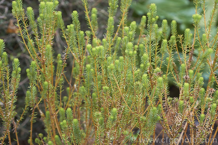 The foliage of Brunia stokoei, a South African evergreen shrub with fine needle-like foliage and clusters of round, red, buttonlike flowerheads that develop from white buds, opening from late spring to mid-autumn. The plant can grow to 5m tall but is more commonly around 15-2m high and wide. brunia-3416htm'>Brunia. <a href='bruniaceae-plant-family-photoshtml'>Bruniaceae</a>.