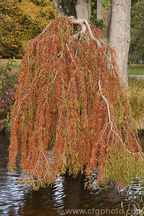 Weeping Swamp Cypress or Weeping Bald. Cypress (<i>Taxodium distichum 'Cascade. Falls') in autumn. This is a cultivar of one of the few deciduous conifers. Capable of growing in shallow water, this species is native to the southeast United States 'Cascade. Falls' is grafted onto standard rootstock and will spread as a groundcover once the branches reach the ground. taxodium-2129htm'>Taxodium. Order: Pinales, Family: Cupressaceae