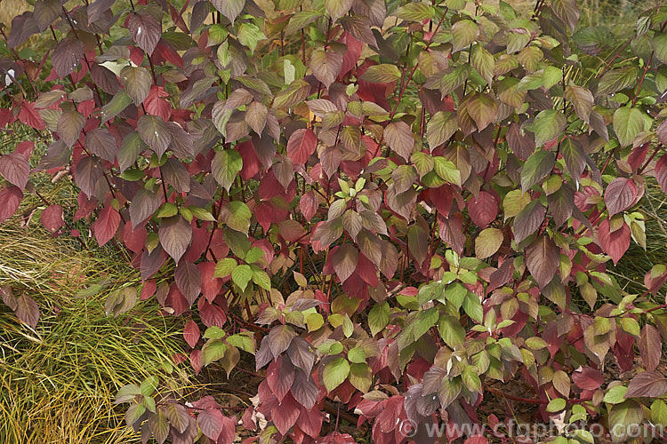 The autumn foliage of the Silky Dogwood (<i>Cornus amomum</i>), a deciduous shrub native to eastern North America. It has small yellow-cream flowers in spring, blue-grey fruit, colourful autumn foliage and red-barked stems that are attractive in winter. The general effect is very like that of Cornus alba, the fruit colour being the most obvious difference: usually blue-grey to purple, though some plants have white fruit similar to that of Cornus alba. Order: Cornales, Family: Cornaceae