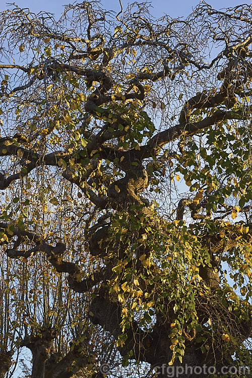 Camperdown Elm (<i>Ulmus glabra 'Camperdownii') starting to show its interesting structure as the last of its leaves fall in autumn. This cultivar of the Scotch Elm or Wych Elm develops into a wide-spreading, dome-shaped tree that forms an umbrella-like canopy. Order: Rosales, Family: Ulmaceae