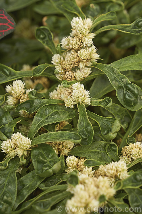 Calico Plant or Joseph's Coat (<i>Alternanthera ficoidea</i>), an evergreen subshrub native to Brazil. It is a variable plant that has green or coloured foliage and which can range form being almost a groundcover to 1m tall This is a compact form with deep green foliage. In the leaf axils it produces sprays of tiny creamy white flowers in rounded heads. alternanthera-2322htm'>Alternanthera. Order: Caryophyllales, Family: Amaranthaceae