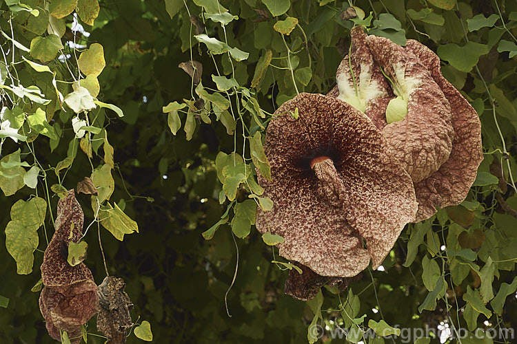 Giant Birthwort or Dutchman's Pipe (<i>Aristolochia gigantea</i>), a very vigorous climber native to Panama. It is easily capable of climbing 20m. The flowers can be up to 30cm across. They have a meat-red colouration that appeals to the flies that pollinate them. Order: Piperales, Family: Aristolochiaceae