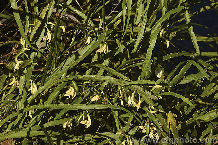 The distinctive jointed foliage of <i>Carmichaelia williamsii</i>, one of the New Zealand native brooms. It flowers mainly in late spring and winter and is a 1.8-3.6m tall shrub found naturally in the northern half of the North Island Its seed pods open to reveal orange-red seeds. Order: Fabales, Family: Fabaceae