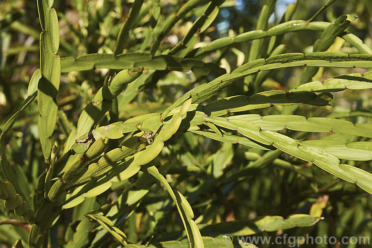 The distinctive jointed foliage of <i>Carmichaelia williamsii</i>, one of the New Zealand native brooms. It flowers mainly in late spring and winter and is a 1.8-3.6m tall shrub found naturally in the northern half of the North Island Its seed pods open to reveal orange-red seeds. Order: Fabales, Family: Fabaceae