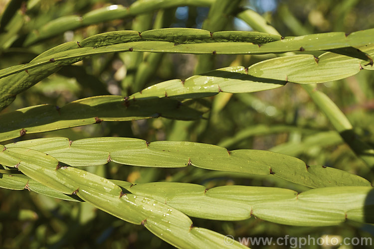 The distinctive jointed foliage of <i>Carmichaelia williamsii</i>, one of the New Zealand native brooms. It flowers mainly in late spring and winter and is a 1.8-3.6m tall shrub found naturally in the northern half of the North Island Its seed pods open to reveal orange-red seeds. Order: Fabales, Family: Fabaceae