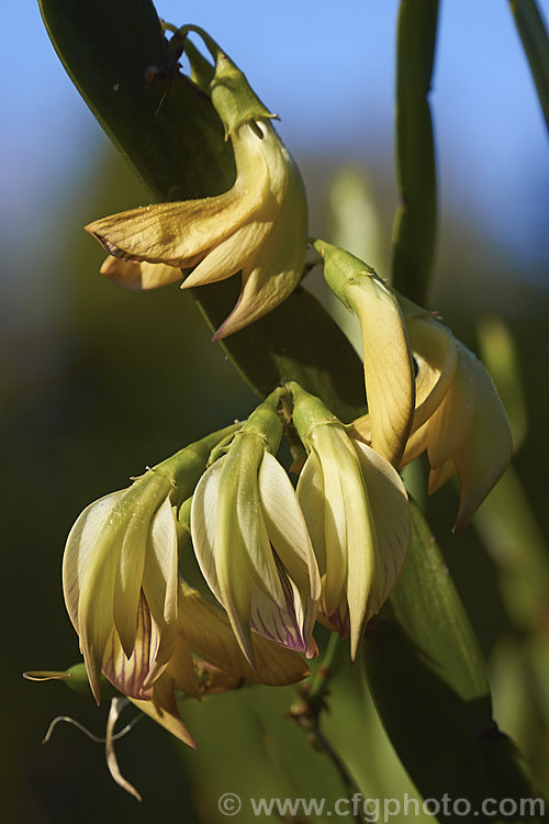 <i>Carmichaelia williamsii</i>, one of the New Zealand native brooms. It flowers mainly in late spring and winter and is a 1.8-3.6m tall shrub found naturally in the northern half of the North Island Its seed pods open to reveal orange-red seeds. Order: Fabales, Family: Fabaceae