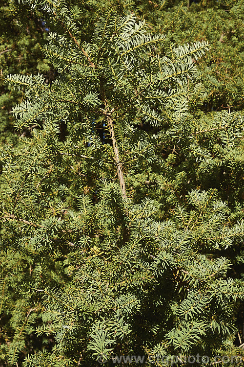 The foliage of the Thin-barked. Totara or Hall's Totara (<i>Podocarpus hallii</i>), a New Zealand conifer, eventually up to 20m tall but compact for many years, that closely resembles the totara (<i>Podocarpus totara</i>). Order: Araucariales, Family: Podocarpaceae