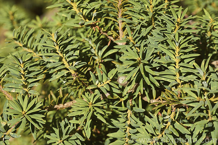 The foliage of the Thin-barked. Totara or Hall's Totara (<i>Podocarpus hallii</i>), a New Zealand conifer, eventually up to 20m tall but compact for many years, that closely resembles the totara (<i>Podocarpus totara</i>). Order: Araucariales, Family: Podocarpaceae