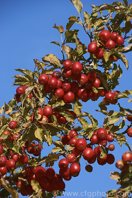 Malus 'jack Humm' Photo At Pictures Of Plants Stock Image Library