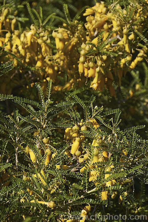 Sophora molloyi 'Dragon's Gold', an early-flowering cultivar of the Cook. Strait. Kowhai (<i>Sophora molloyi</i>), which was formerly classified as a form of Sophora microphylla and recognised as a distinct species only in 2001. It is a near evergreen shrub up to around 2m high and wide. It occurs on the islands of Cook. Strait and nearby parts of coastal. Marlborough, New Zealand. The flowers of 'Dragon's Gold' open from late autumn while those of the species bloom from late winter. sophora-2142htm'>Sophora.