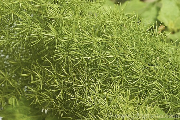 Sprenger's Asparagus or Foxtail Fern (<i>Asparagus aethiopicus [syn. Asparagus sprengeri]), a tuberous rooted perennial native to South Africa. Widely cultivated as a house plant for its attractive airy foliage plumes, it can become an invasive garden escape and is considered a weed in several areas. asparagus-2372htm'>Asparagus.