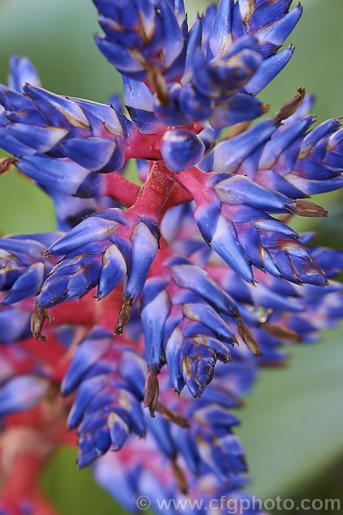 <i>Aechmea</i> 'Blue Tango' (<i>Aechmea dichlamydea</i> var. <i>trinitensis</i> x <i>Aechmea fendleri</i>), a hybrid raised by Bullis of Florida and introduced around 1999. It has a tall flower spike and while the true flowers are small and short-lived, the brightly coloured stem and bracts are showy over a long season. Order: Poales, Family: Bromeliaceae