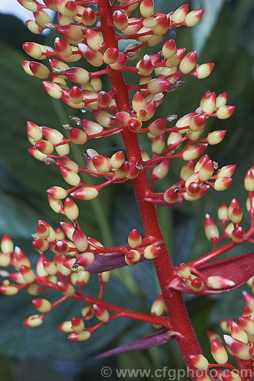 <i>Aechmea</i> 'Shining Light' (<i>Aechmea fulgens</i> var. <i>discolor</i> x <i>Aechmea ramosa</i>), a hybrid raised by Bullis of Florida. It has reddish-bronze foliage and while the true flowers are small and short-lived, the brightly coloured flower stem is showy over a long season. Order: Poales, Family: Bromeliaceae