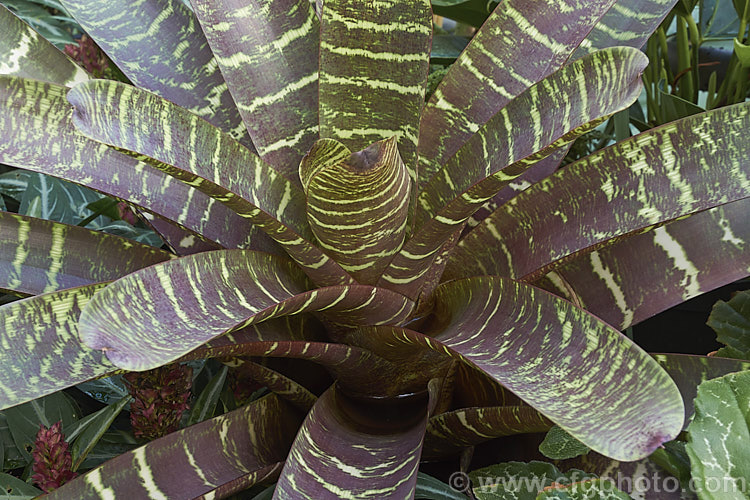 Vriesea fosteriana 'Rubra', a boldly colour purplish-red leafed cultivar of a bromeliad native to Brazil. In addition to the colour. The leaves have horizontal banding. It is grown more for its foliage than its flowers. vriesea-2928htm'>Vriesea.