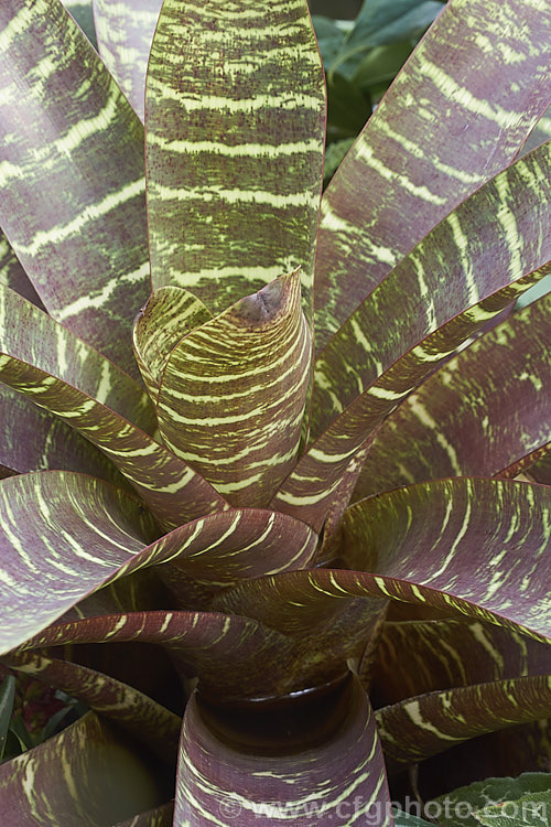 Vriesea fosteriana 'Rubra', a boldly colour purplish-red leafed cultivar of a bromeliad native to Brazil. In addition to the colour. The leaves have horizontal banding. It is grown more for its foliage than its flowers. vriesea-2928htm'>Vriesea.