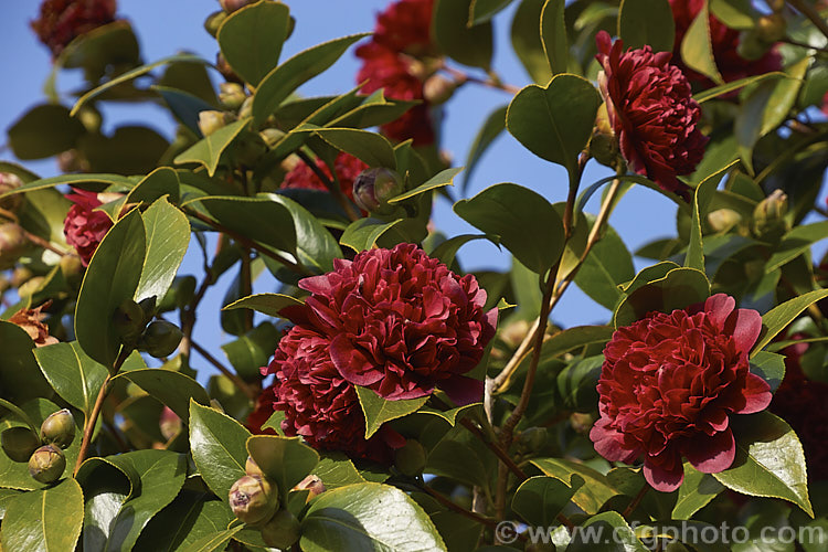 <i>Camellia</i> 'Sir Victor Davies', this evergreen shrub is a Japonica cultivar with distinctive purple-red double flowers. It is a compact, slow-growing plant and was named after one of the founders of Duncan and Davies, a large New Zealand wholesale nursery. Order: Ericales, Family: Theaceae