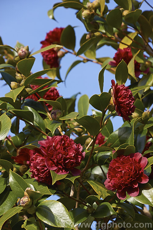 <i>Camellia</i> 'Sir Victor Davies', this evergreen shrub is a Japonica cultivar with distinctive purple-red double flowers. It is a compact, slow-growing plant and was named after one of the founders of Duncan and Davies, a large New Zealand wholesale nursery. Order: Ericales, Family: Theaceae