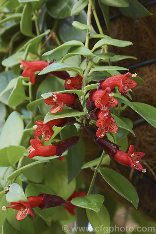 <i>Aeschynanthus</i> 'Mona Lisa', a popular winter-flowering hybrid with conspicuously large calyces. It is a lax bush that is usually grown as a hanging basket. A house plant outside the tropics. It is sometimes listed as a cultivar of <i>Aeschynanthus radicans</i> or <i>Aeschynanthus obconicus</i>. Order: Lamiales, Family: Gesneriaceae