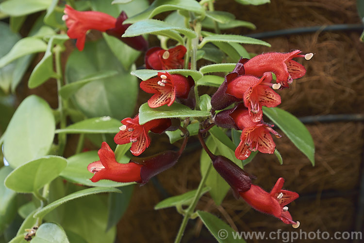 <i>Aeschynanthus</i> 'Mona Lisa', a popular winter-flowering hybrid with conspicuously large calyces. It is a lax bush that is usually grown as a hanging basket. A house plant outside the tropics. It is sometimes listed as a cultivar of <i>Aeschynanthus radicans</i> or <i>Aeschynanthus obconicus</i>. Order: Lamiales, Family: Gesneriaceae