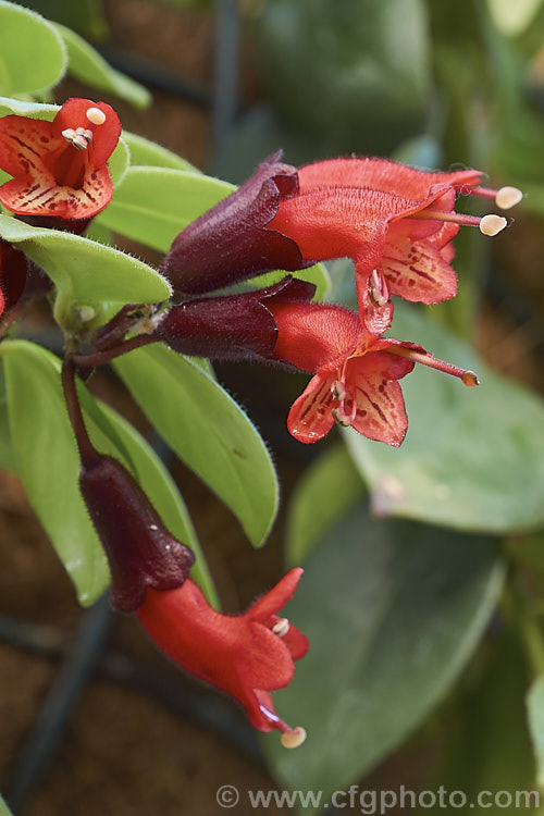 <i>Aeschynanthus</i> 'Mona Lisa', a popular winter-flowering hybrid with conspicuously large calyces. It is a lax bush that is usually grown as a hanging basket. A house plant outside the tropics. It is sometimes listed as a cultivar of <i>Aeschynanthus radicans</i> or <i>Aeschynanthus obconicus</i>. Order: Lamiales, Family: Gesneriaceae