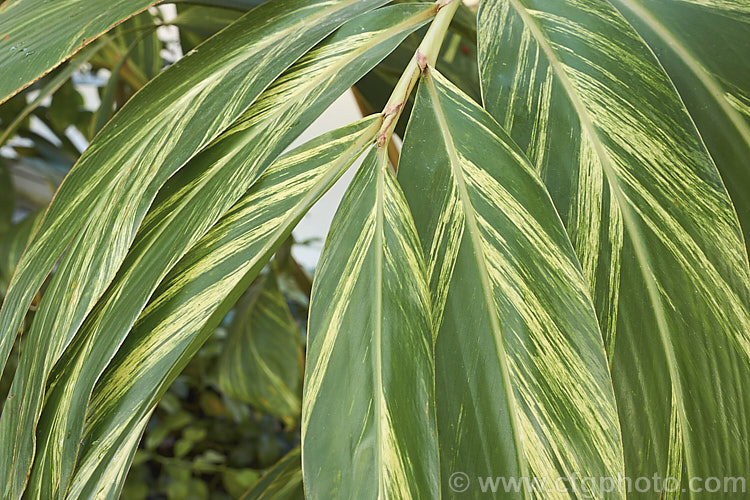 Variegated Shell. Ginger (<i>Alpinia zerumbet [syns. Alpinia nutans, Alpinia speciosa] 'Variegata'), a low-growing variegated foliage cultivar of an East Asian evergreen perennial that grows to about 3m high and wide. Its fragrant and colourful flowers are attractive, but are perhaps less of a feature than the foliage. alpinia-2319htm'>Alpinia. .