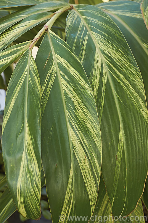 Variegated Shell. Ginger (<i>Alpinia zerumbet [syns. Alpinia nutans, Alpinia speciosa] 'Variegata'), a low-growing variegated foliage cultivar of an East Asian evergreen perennial that grows to about 3m high and wide. Its fragrant and colourful flowers are attractive, but are perhaps less of a feature than the foliage. alpinia-2319htm'>Alpinia. .