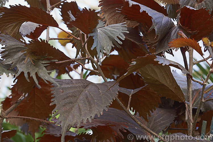 <i>Acalypha wilkesiana</i>) 'Haleakala', a deep purple-bronze foliaged cultivar of Jacob's Coat, Copperleaf or Fijian Fire Plant, a shrub native to the tropical Pacific Islands. Its flower tassels are attractive, but it is primarily a foliage plant. Order: Malpighiales, Family: Euphorbiaceae