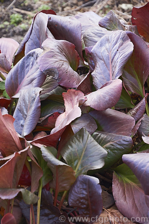 The winter foliage of Bergenia cordifolia 'Winter. Glow' (syn 'Winterglut'), a Pigsqueak cultivar with deep magenta pink flowers from late winter and foliage that in autumn develops deep red tones that last through winter. bergenia-2281htm'>Bergenia. <a href='saxifragaceae-plant-family-photoshtml'>Saxifragaceae</a>.